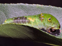 Easatern Tiger Swallowtail