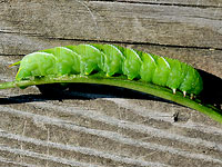 Tobacco Hornworm