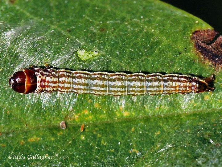 Unidentified Caterpillar