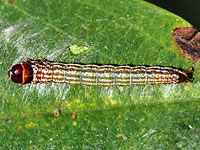 Unidentified Caterpillar