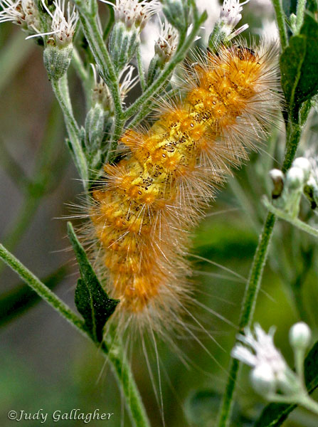 Unidentified Caterpillar
