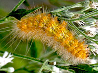 Unidentified Caterpillar