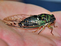 Dogday Harvestfly Cicada
