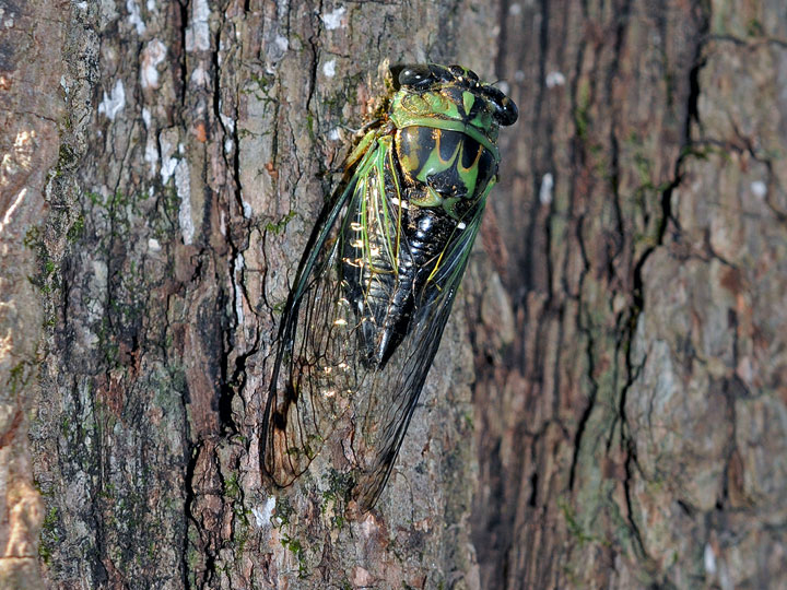 Dogday Harvestfly