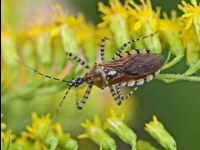Cinctus Assassin Bug