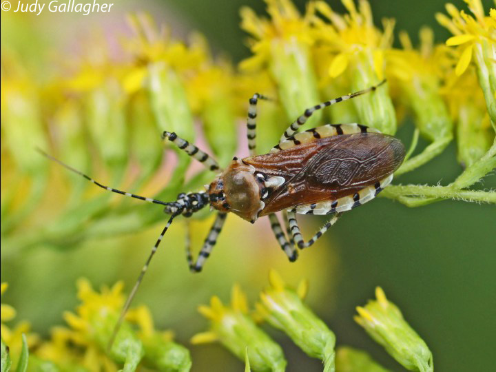Cinctus Assassin Bug 