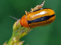 Clay-colored Leaf Beetle