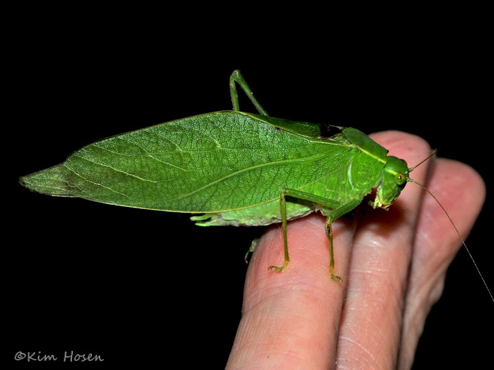 Lesser Angle-winged Katydid