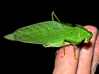 Lesser Angle-winged Katydid