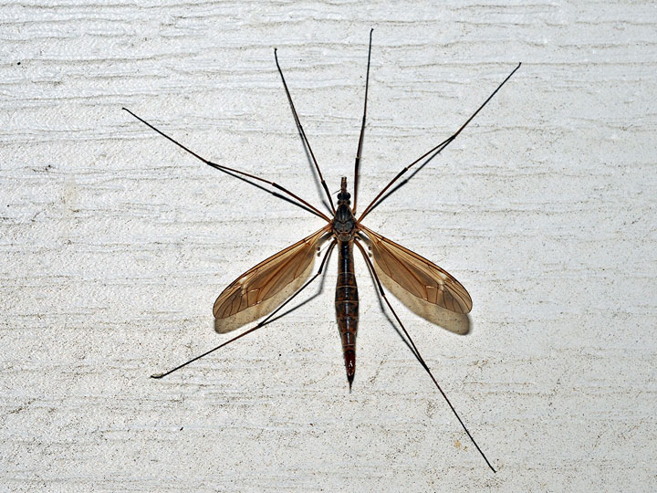 Cranefly