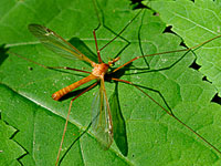 Cranefly