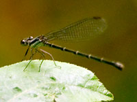 Damselfly