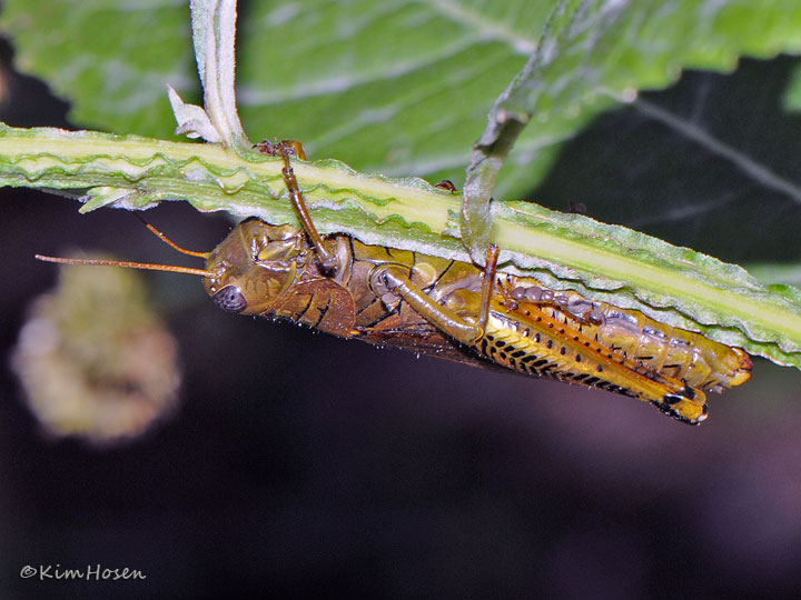 Differential Grasshopper