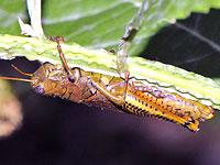 Differential Grasshopper