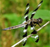 Libellula pulchella