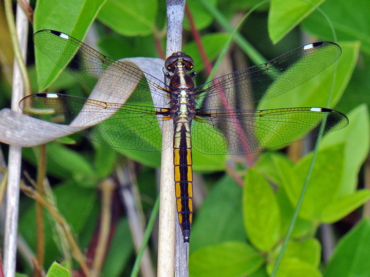 Spangled Skimmer