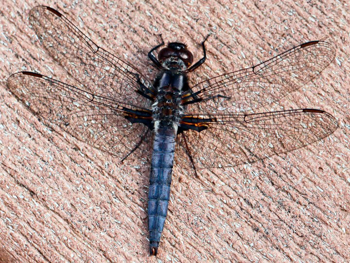 Blue Corporal
