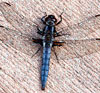 Blue Corporal