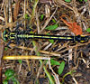 Arrowhead Spiketail