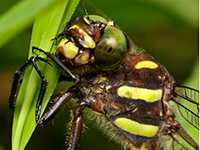 Arrowhead Spiketail