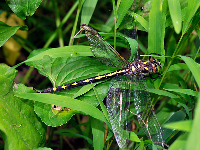 Arrowhead Spiketail