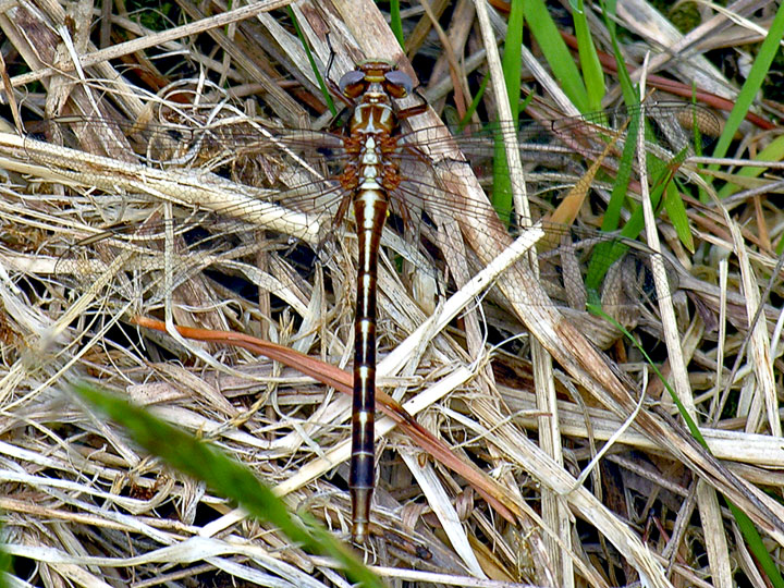 Female Ashy Clubtail