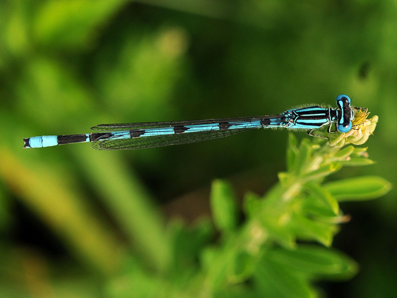 Atlantic Bluet