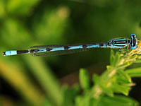 Atlantic Bluet