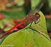 Autumn Meadowhawk
