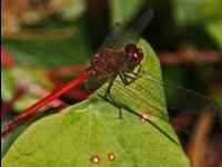 Autumn Meadowhawk