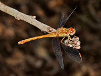 Autumn Meadowhawk (female)