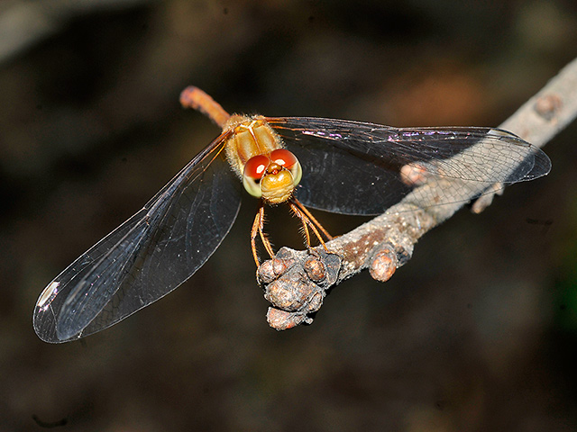 Autumn Meadowhawk (female)