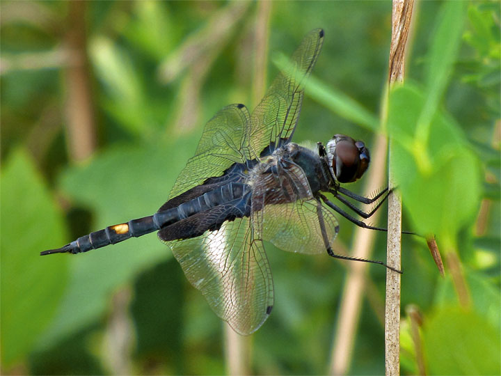 Black Saddlebags