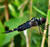 Black Saddlebags
