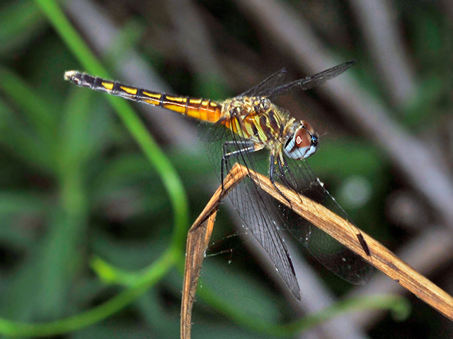 Blue Dasher, Female Blue Dasher, female