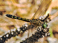 Blue Dasher Blue Dasher