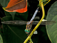 Blue Dasher Blue Dasher
