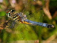 Blue Dasher, adult male Blue Dasher