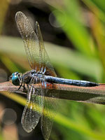 Blue Dasher, adult male Blue Dasher, adult male
