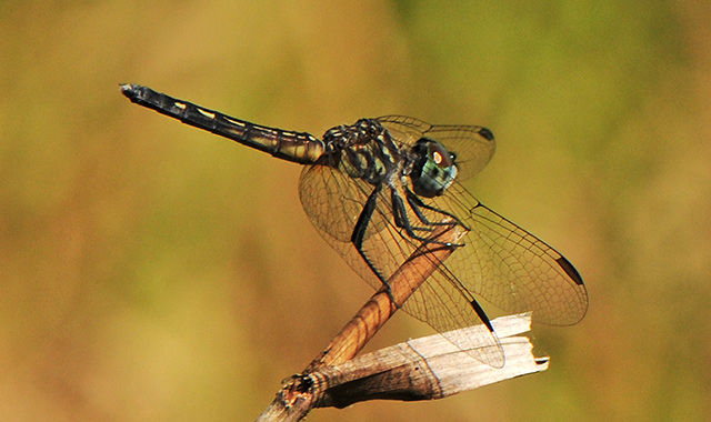 Blue Dasher, adult male