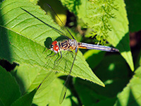 Blue Dasher Blue Dasher