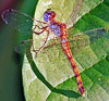 Sympetrum ambiguum