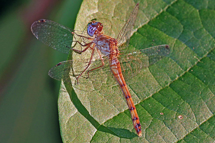 Blue-faced Meadowhawk