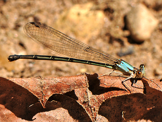 Blue-fronted Dancer