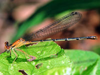 Blue-fronted Dancer