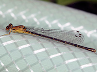Blue-fronted Dancer