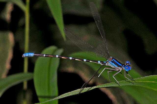 Blue-tipped Dancer