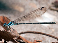 Blue-tipped Dancer