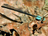Blue-tipped Dancer