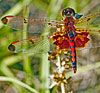 Calico Pennant